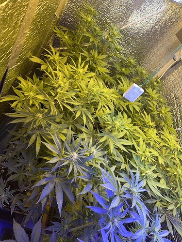 Growreport Bild 25