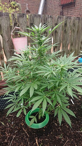 Growreport Bild 1