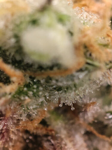 Growreport Bild 33