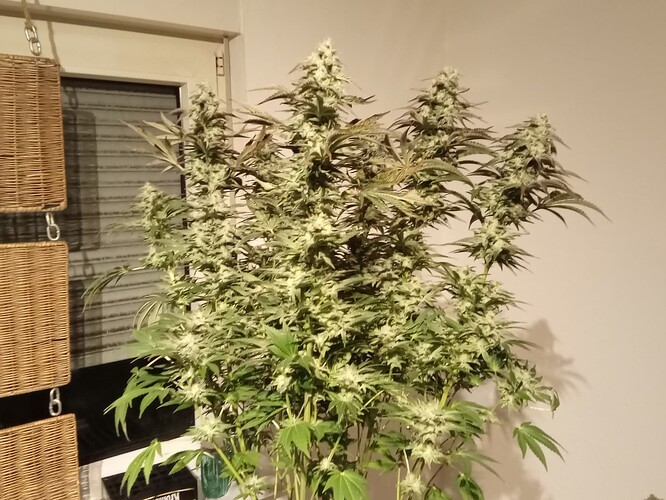 Growreport Bild 13