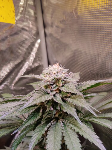 Growreport Bild 13