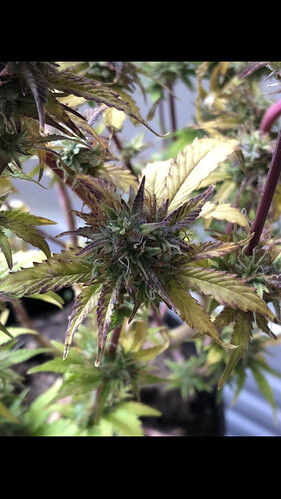 Growreport Bild 7