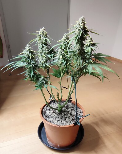 Growreport Bild 6