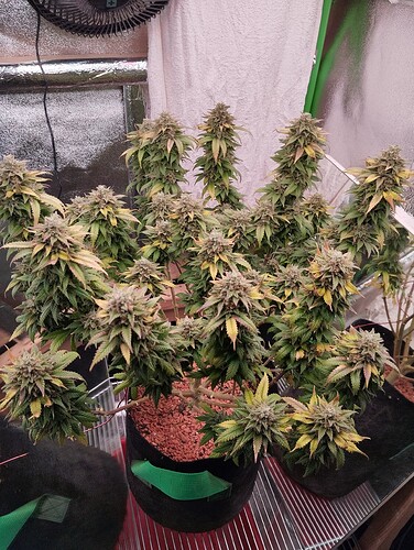 Growreport Bild 1