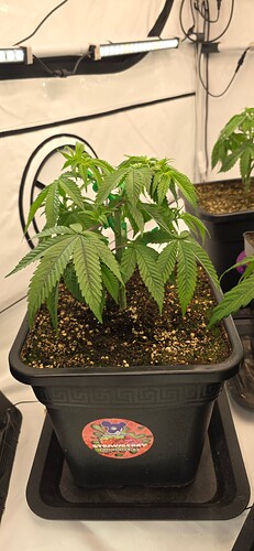 Growreport Bild 53