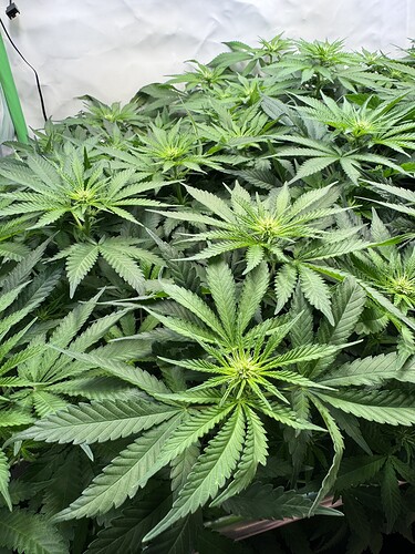 Growreport Bild 4