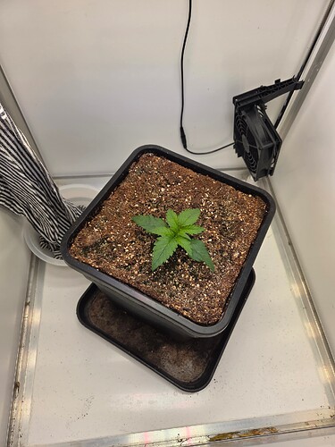 Growreport Bild 3