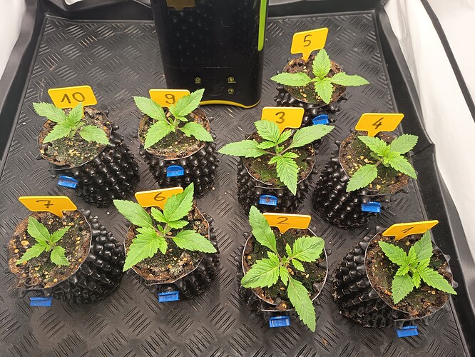 Growreport Bild 6
