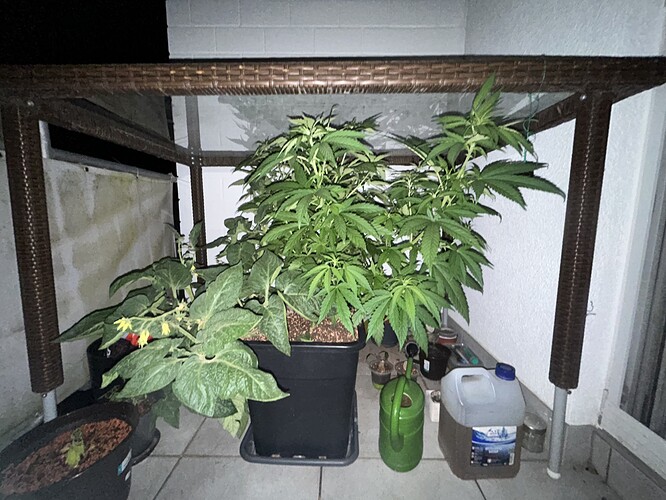 Growreport Bild 1
