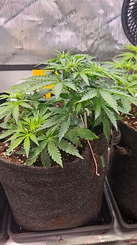 Growreport Bild 15