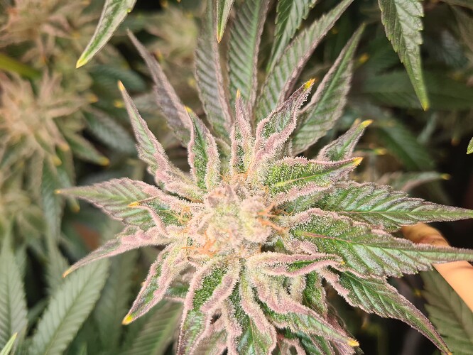 Growreport Bild 3
