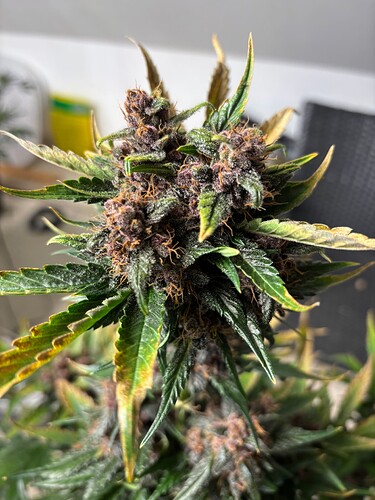 Growreport Bild 60