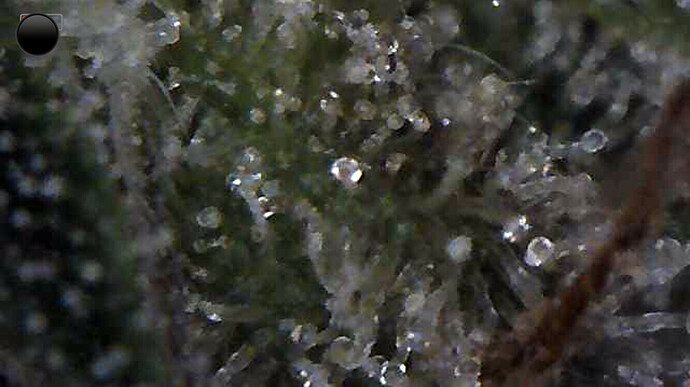 Growreport Bild 15