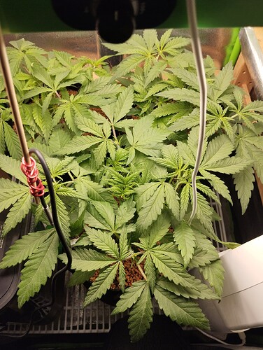 Growreport Bild 2