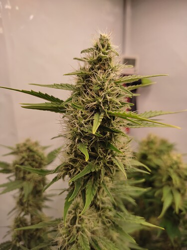 Growreport Bild 45