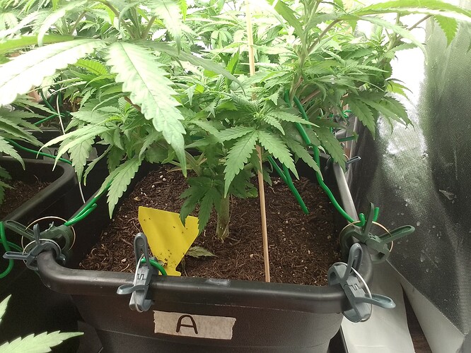 Growreport Bild 6