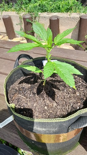 Growreport Bild 29