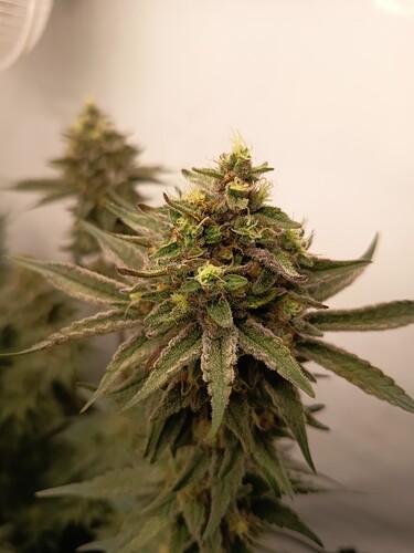 Growreport Bild 22