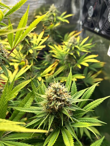 Growreport Bild 7