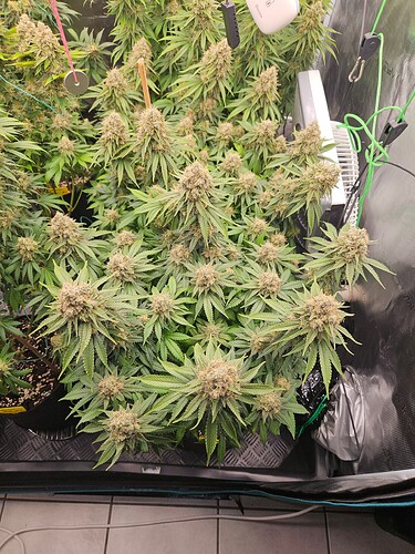 Growreport Bild 13
