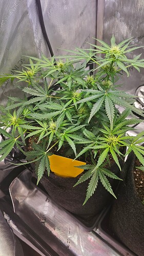 Growreport Bild 28