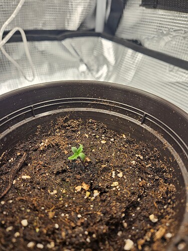 Growreport Bild 5