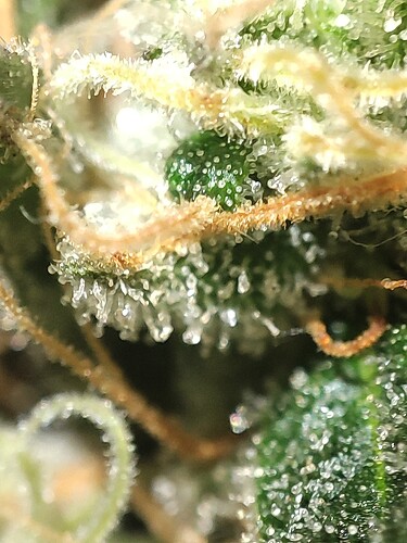 Growreport Bild 106