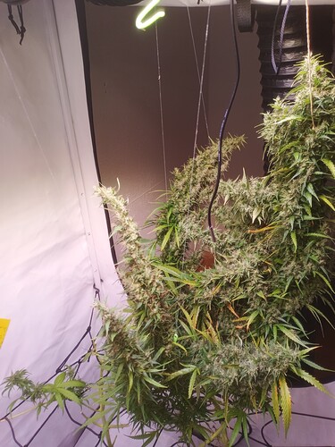 Growreport Bild 6