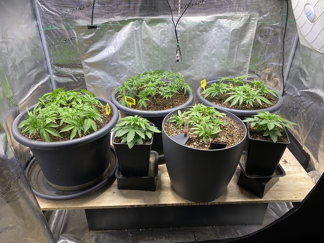 Growreport Bild 66