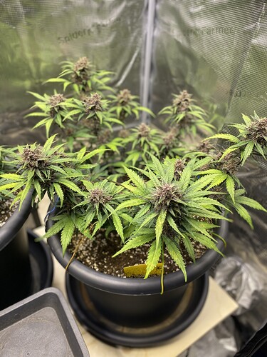 Growreport Bild 13