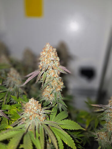 Growreport Bild 11
