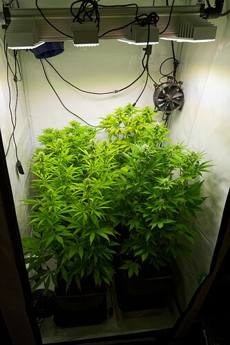 Growreport Bild 8
