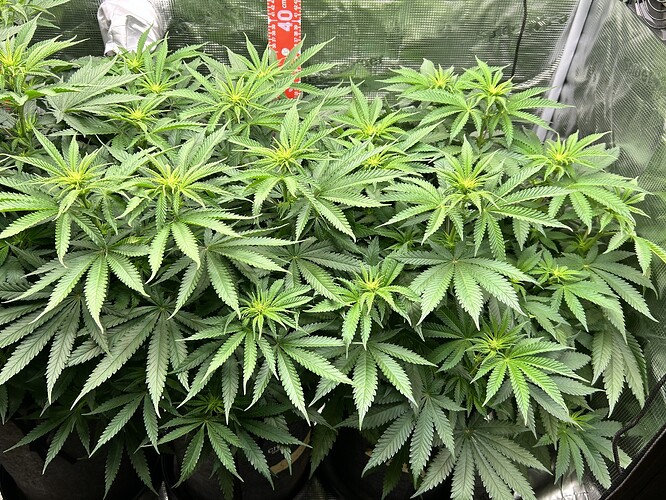 Mehrere Cannabis-Pflanzen in einem Growzelt mit einem Messstab im Hintergrund.