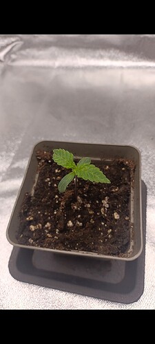 Growreport Bild 2