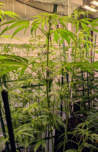 Growreport Bild 7