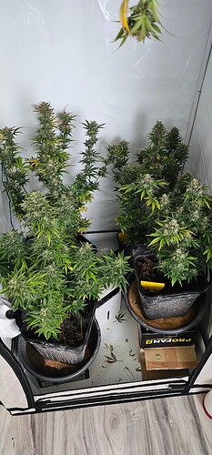 Growreport Bild 6