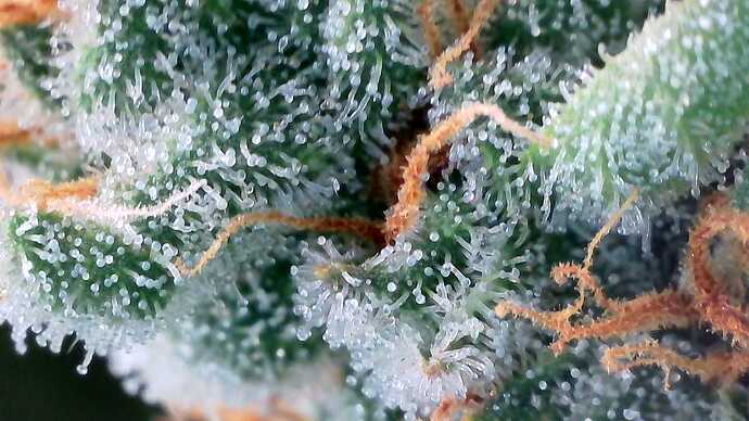 Growreport Bild 17