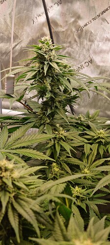 Growreport Bild 16