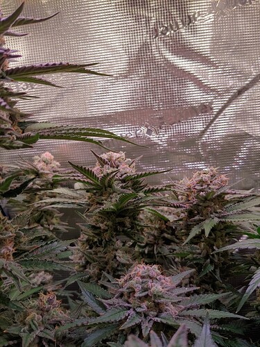 Growreport Bild 2