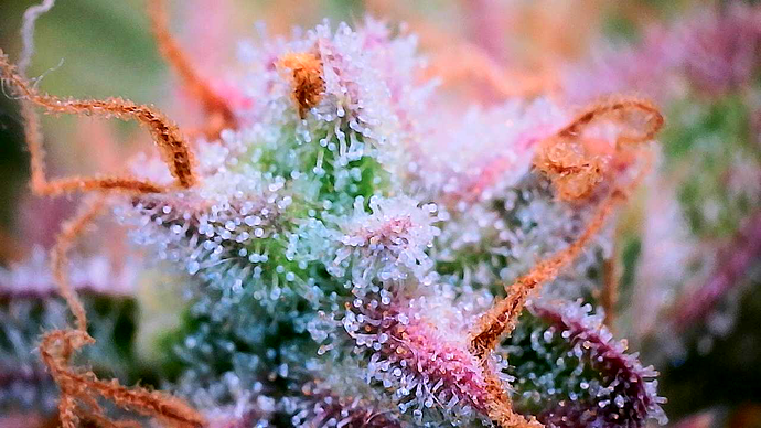 Growreport Bild 25