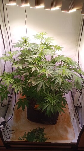 Growreport Bild 2