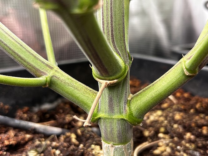 Growreport Bild 36