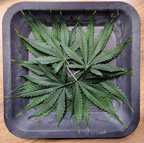 Growreport Bild 50