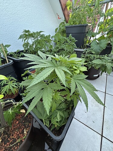 Growreport Bild 2