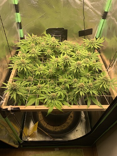 Growreport Bild 2