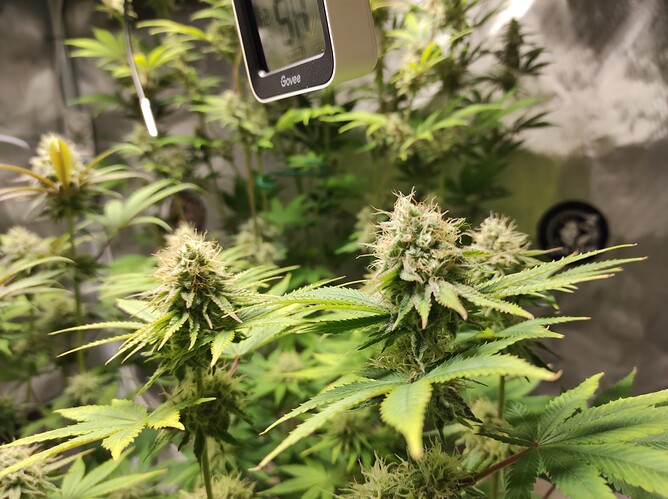 Growreport Bild 5
