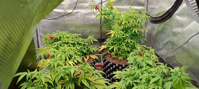 IMG_20251027_120751098_HDR