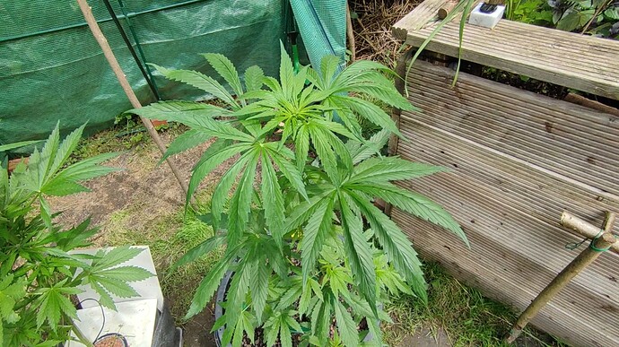 Screenshot 2024-06-18 144929