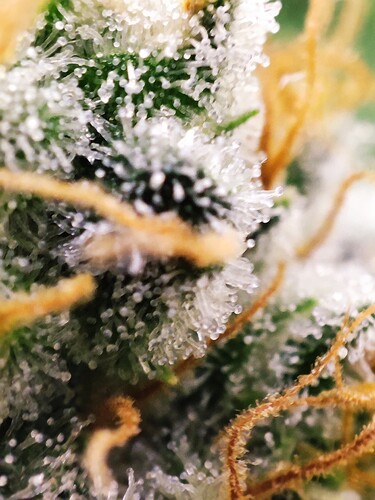 Growreport Bild 20