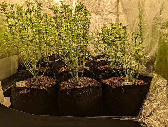 Growreport Bild 8